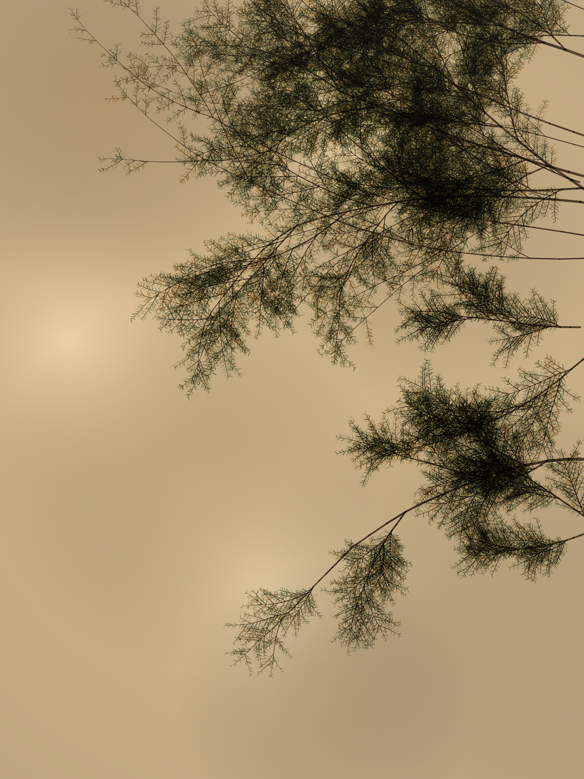 Juniper