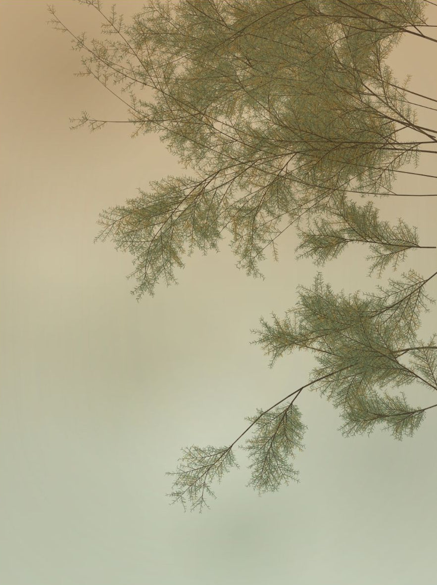 Juniper